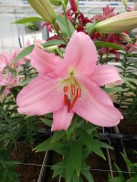 [5328 Burana VH No02.JPG]